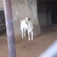 دوبر چهار ساله گلابی