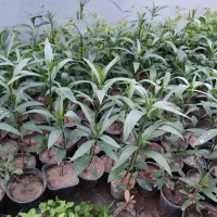 گل اطلسی و شمعدانی برای  باغچه و حیاط