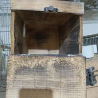 لانه طوطی عروس