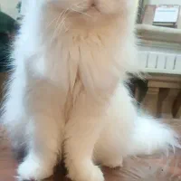 فروش گربه ماده پرشین