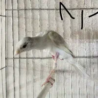قناری نر و ماده رسمی و بلند