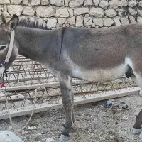 فروش خر جوان