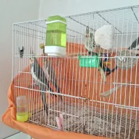 عروس هلندی جفت به شرط
