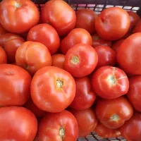گوجه‌فرنگی