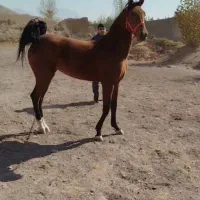 مادیان ترکی دره‌شوری