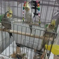 سه نر یکیش سخن گو