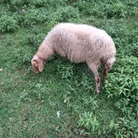 گوسفند ماده چاق وچله