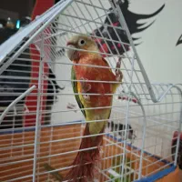 طوطی گرینچیک ماده الیرم