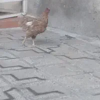 معاوضه ندارم