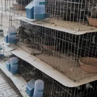 قفس تاشو کبوتر