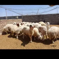 قوچ چاق جوان کم دنبه
