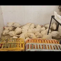 مرغ زنده