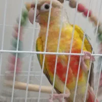 پرنده گرینچیک