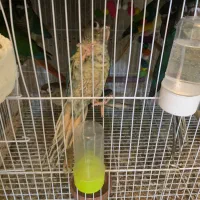 گرینچیک طوطی|پرنده|مشهد, خرمشهر|دیوار