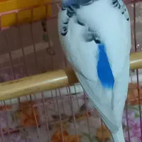 مرغ عشق