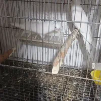 گیرینچیک و عروس هلندی
