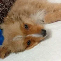 سگ اشپیز پامر ۱ ساله