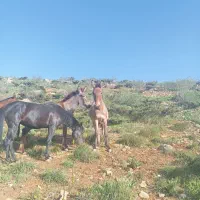 مادیون دوساله