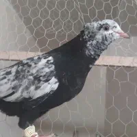 دمبی سیاه مغلف