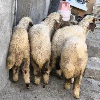 گوسفند نر و ماده