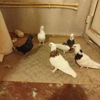 تعداد هفت کبوتر  پرشی ضمانتی میدم کجا فروشی