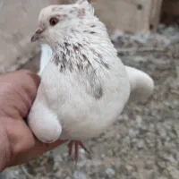 نر کله خرسی