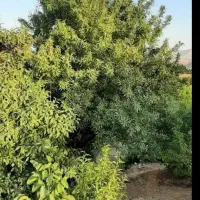 باغ-بادام-گردو-میوه-در-پل-زمونخان