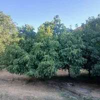 باغ گردو
