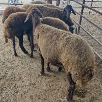 میش جوان قوچ خورده