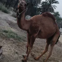 شتر|حیوانات مزرعه|میناب, |دیوار