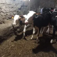 کاونر