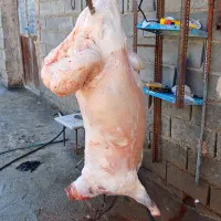 گوشت بره نرکشتارروزباکالابرگ