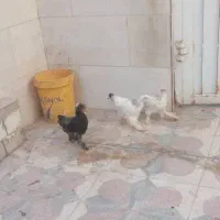 مرغ وخروس برهما ،سلطان ومحلی