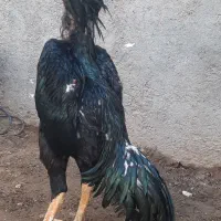 خروس لاری اوشامو