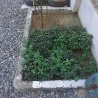 فروش زمین زراعی
