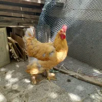 دو مرغ