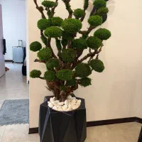 گل گلدان