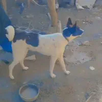 سگ نر|سگ|بندرعباس, |دیوار