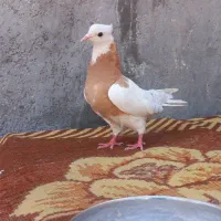 کبوتر