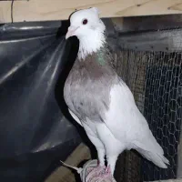 طوقی هفت رنگ