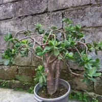 بونسای کراسولا گوشتی