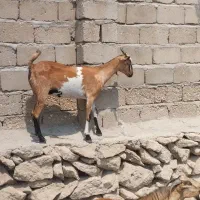 کهره ۳عدد