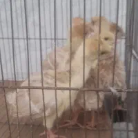 جوجه‌بوقلمون