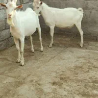 بر سانن