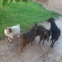 فروش ۴ راس بز و بزغاله
