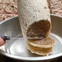 عسل ناب سبلان اردبیل(عمده خرده)