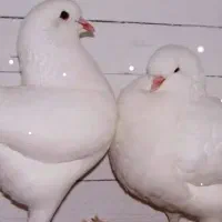 کفتر