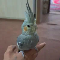 عروس هلندی سخن گو