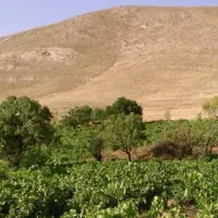 زمین-مزروعی-با-سند-تک-برگ-تویسرکان
