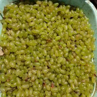 گله. مخصوص شیر انگور